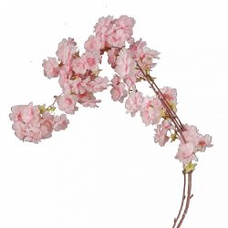 Rózsaszín cseresznyevirág