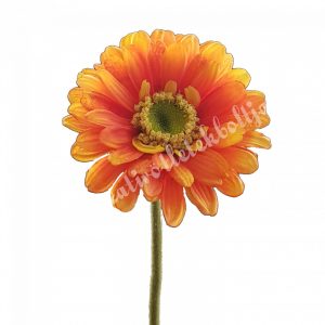 Gerbera, narancssárga