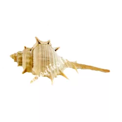 Tüskés tengeri kagyló, közepes, 7-9 cm