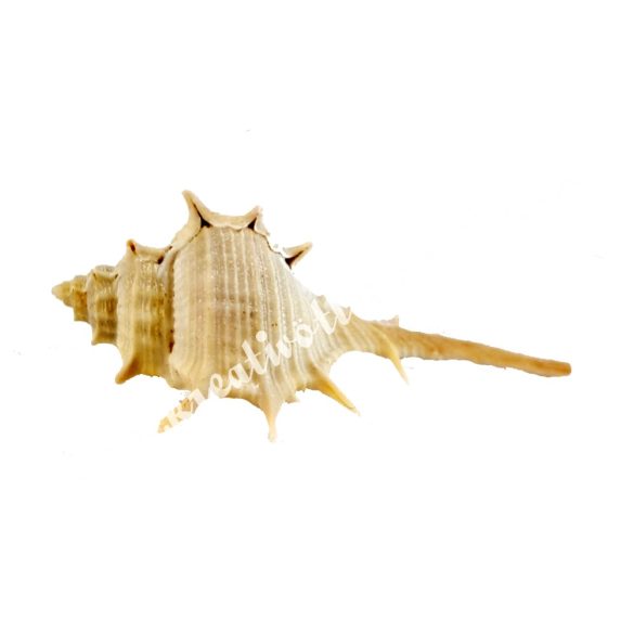 Tüskés tengeri kagyló, közepes, 8-10 cm