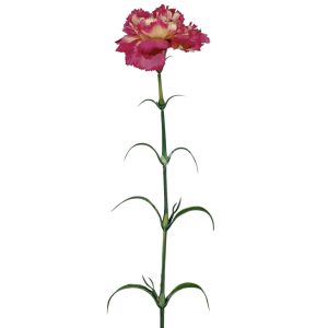 Szegfű, cirmos pink, 55 cm