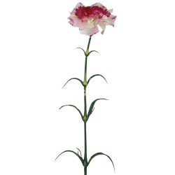 Szegfű, cirmos törtfehér, 55 cm