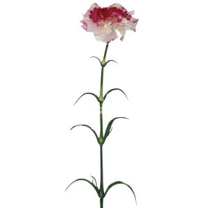 Szegfű, cirmos törtfehér, 55 cm