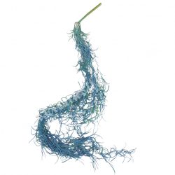 Szakáll bromélia, kék-zöld, 80 cm