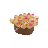 Mini pozsgás növényke