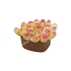 Mini pozsgás növényke