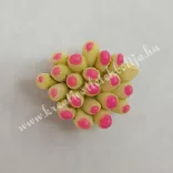 Mini pozsgás növényke