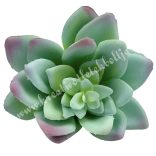 Kövirózsa, zöld-rózsaszín, 8,5x5 cm