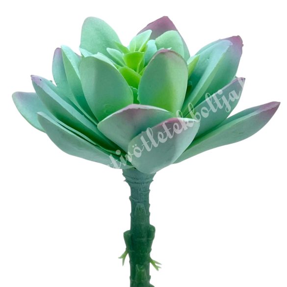 Kövirózsa, zöld-rózsaszín, 8,5x5 cm