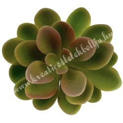 Kövirózsa fej, zöld-bordó, 6x4,5 cm
