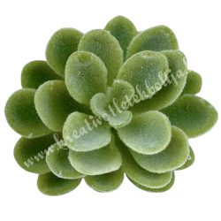 Kövirózsa fej, hamvas zöld, 6x4,5 cm