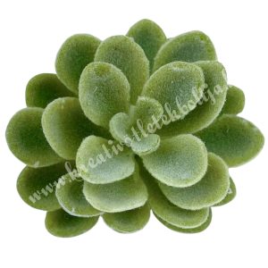 Kövirózsa fej, hamvas zöld, 6x4,5 cm