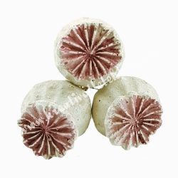 Betűzős gipsz mákgubó, világoslila, 3 db/csokor