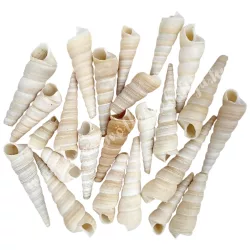 Kagyló, hosszúkás, 100 gr/csomag