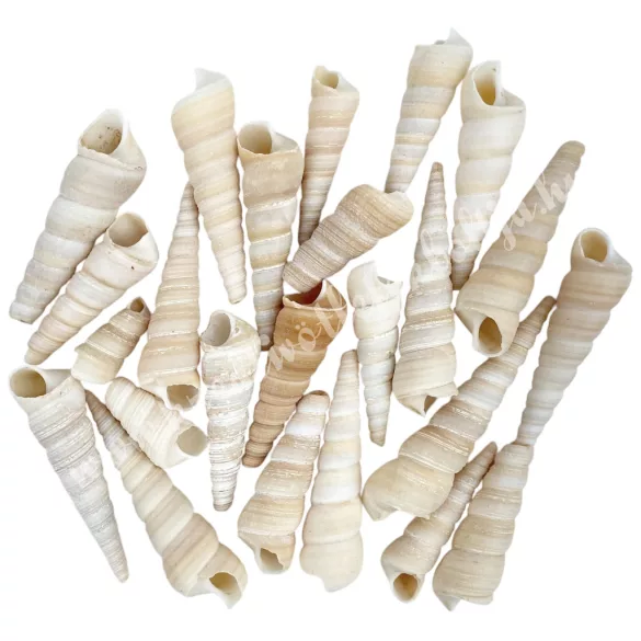 Kagyló, hosszúkás, 100 gr/csomag