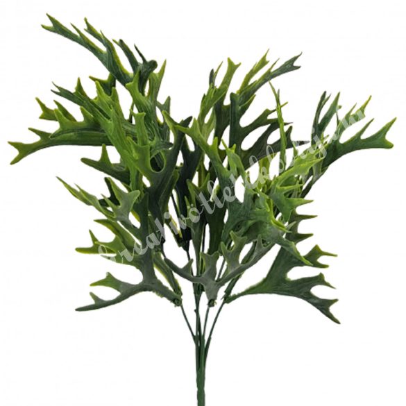 Szarvasagancs páfrány, zöld, 36 cm