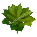 Pozsgás, zöld, 6x10,5 cm