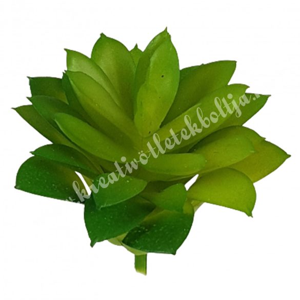 Pozsgás, zöld, 6x10,5 cm