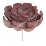 Pozsgás, hamvas lila, 8x8 cm