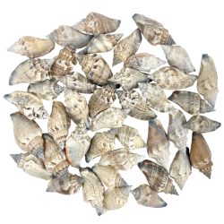 Csigaház, 100 gr/csomag