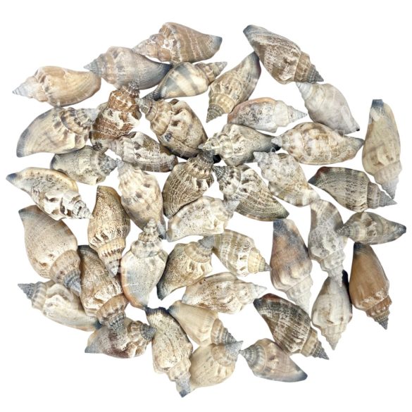 Csigaház, 100 gr/csomag