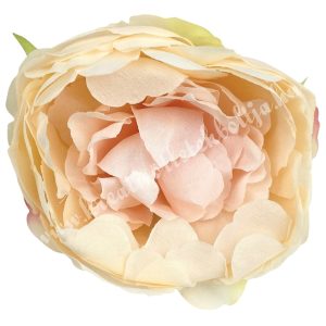 Peonia fej, barack, 9 cm