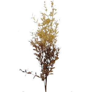 Bukszus ág, krém-sötétbarna, 66 cm