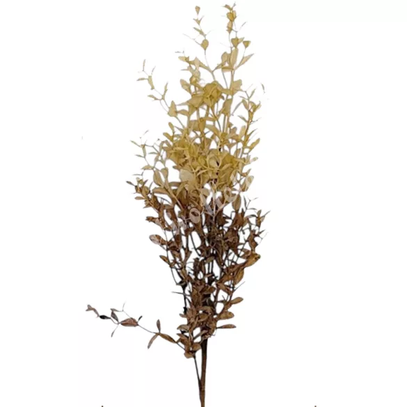 Bukszus ág, krém-sötétbarna, 66 cm