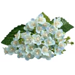 Nefelejcs, kék, 26 cm