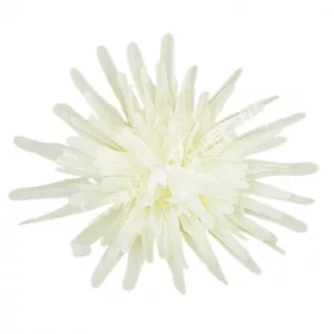 Pók krizantém fej, törtfehér, 14 cm