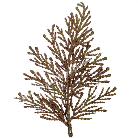 Tujaág, barna, 15 cm