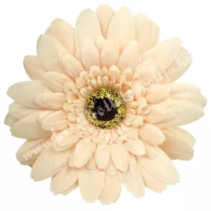 Gerbera virágfej, barack, 11 cm