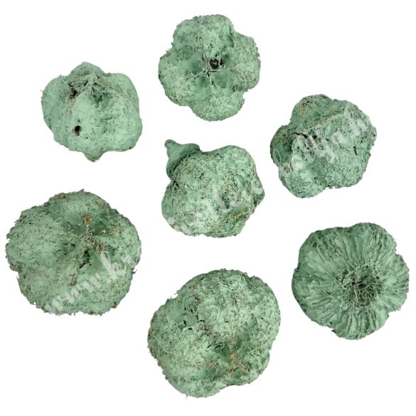 Szárazdekoráció, fokhagymatermés, mentazöld, kb. 20 gr/csomag