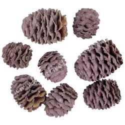 Szárazdekoráció, meridianum, mályva, 30 g/csomag