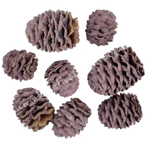 Szárazdekoráció, meridianum, mályva, 30 g/csomag