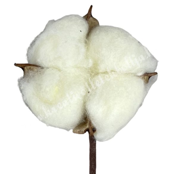 Gyapotvirág, törtfehér, 5x3,5 cm