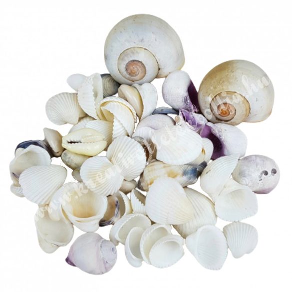 Kagylók és csigaházak vegyesen, 90 gr/csomag