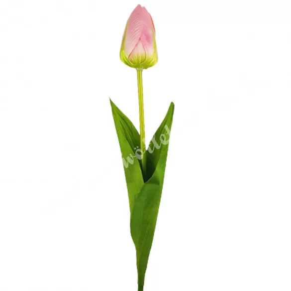 Tulipán, cirmos élénk rózsaszín, 56 cm