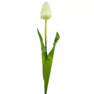 Tulipán, vanília-lime, 56 cm