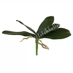 Orchidea levél gyökérrel, 20 cm