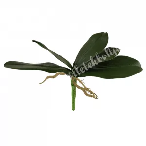 Orchidea levél gyökérrel, 20 cm