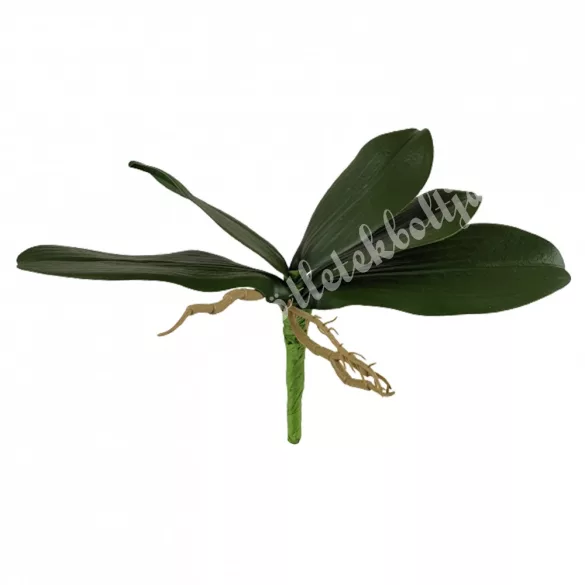 Orchidea levél gyökérrel, 20 cm