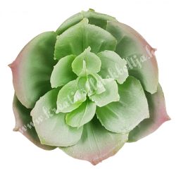 Kövirózsa, hamvas zöld-rózsaszín, 4,5x4 cm