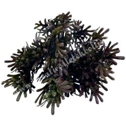 Tuja csokor, zöld-bordó, 33 cm