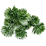 Kövirózsa csokor, zöld-fehér, 27 cm
