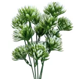 Kövirózsa csokor, zöld-fehér, 27 cm