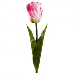 Papagáj tulipán, cirmos élénk rózsaszín, 60 cm