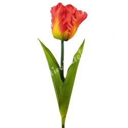 Papagáj tulipán, cirmos kármin-napsárga, 60 cm