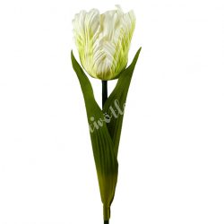 Papagáj tulipán, vanília-lime, 60 cm