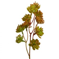 Betűzős kövirózsa, szálas, zöld-barna, kb. 45 cm